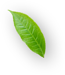 h6 leaf 2