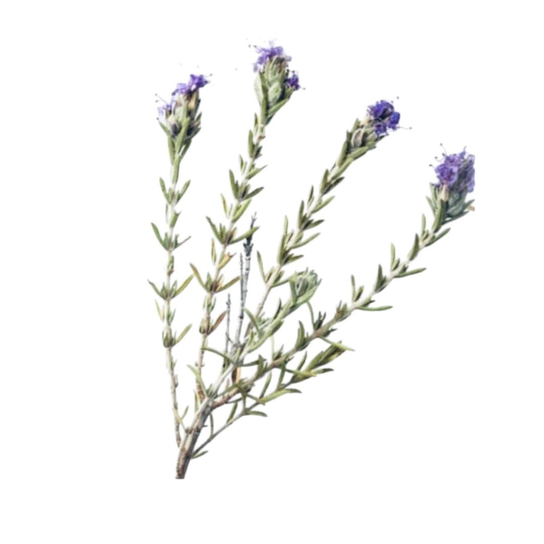 WhatsApp Image 2024 06 12 at 21.21.47 db6417be